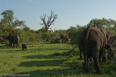 Afrikanischer Elefant (94 von 131).jpg